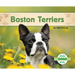 Boston Terriers