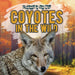 Coyotes in the Wild