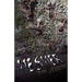 Mesmer