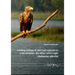 Feeding Ecology of and Lead Exposure in a Top Predator: The White-Tailed Eagle (Haliaeetus Albicilla)