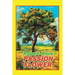 Passion Flower