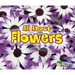 All about Flowers