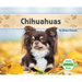Chihuahuas