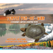 Turtle Tug-Of-War: A Boundary Waters Counting Book