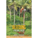 The Bleeding Palm Tree
