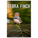 Zebra Finch Carebook: The ultimate guide to Zebra finch care, training, behavior, health, housing, feeding, breeding, handling, enrichment,