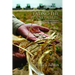Eating the Landscape: American Indian Stories of Food, Identity, and Resilience