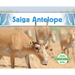 Saiga Antelope