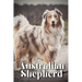 Australian Shepherd: How to train your dog and raise from puppy correctly
