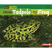 From Tadpole to Frog
