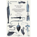The Great Sport of Fishing - A Collection of Classic Magazine Articles Containing Fishing Stories, Angling Techniques, and Fishing Locations