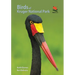 Birds of Kruger National Park
