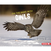 On the Hunt with Owls