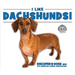 I Like Dachshunds!