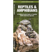 Reptiles & Amphibians: An Introduction to Familiar North American Species