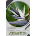 White Bird of Paradise plant: Plant Guide