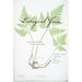 Ecological Form: System and Aesthetics in the Age of Empire