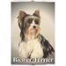 Biewer Terrier: Dog breed overview and guide