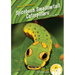 Spicebush Swallowtail Caterpillars