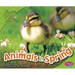 Animals in Spring