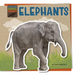 Elephants