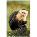 Capuchin Monkey: The complete guide to raising, caring for, and enjoying this intelligent and playful primate