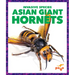 Asian Giant Hornets
