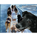 Run Like a Sled Dog: Another Black Bear Sled Dog Adventure