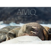 Aiviq: Life with Walruses