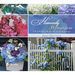Heavenly Hydrangeas: A Practical Guide for the Home Gardener